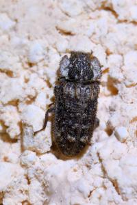 <i>Endophloeus markovichianus</i>