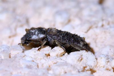<i>Endophloeus markovichianus</i>
