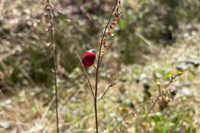 <i>Chrysomela populi</i>
