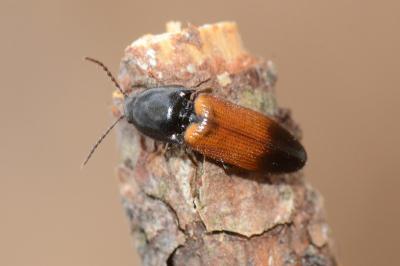 <i>Ampedus balteatus</i>