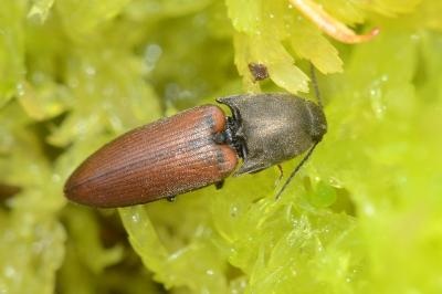 <i>Sericus sulcipennis</i>
