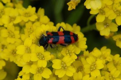 <i>Trichodes alvearius</i>