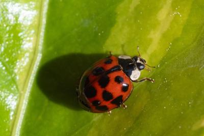 Harmonia axyridis