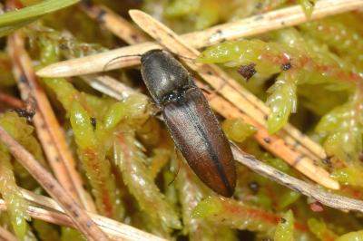 <i>Sericus brunneus</i>