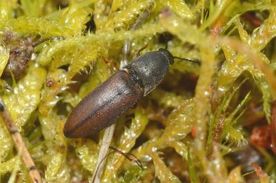 <i>Sericus brunneus</i>