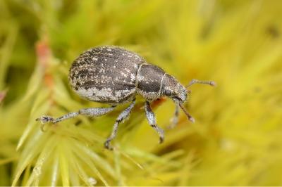 <i>Philopedon plagiatum</i>