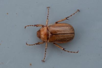 <i>Rhizotrogus marginipes</i>