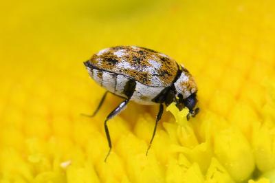 <i>Anthrenus verbasci</i>