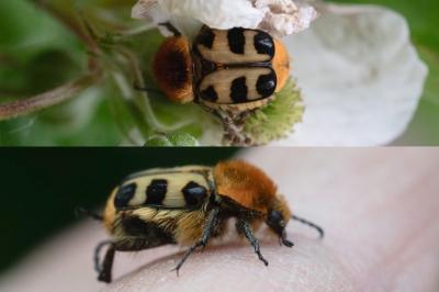 <i>Trichius gallicus</i>