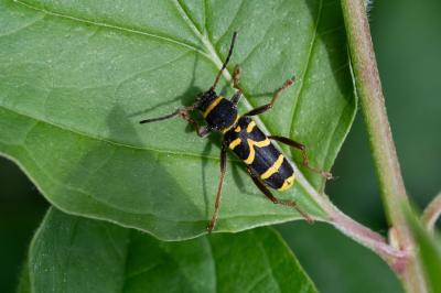 Clytus arietis