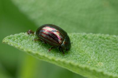 <i>Chrysolina americana</i>