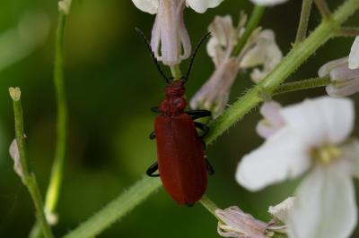 <i>Pyrochroa serraticornis</i>