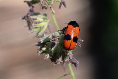 <i>Clytra laeviuscula</i>