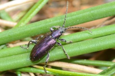 <i>Plateumaris sericea</i>