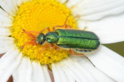 <i>Cerocoma schaefferi</i>
