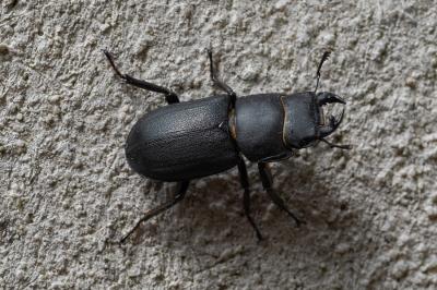 <i>Dorcus parallelipipedus</i>