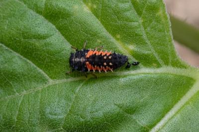 <i>Harmonia axyridis</i>