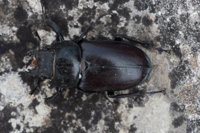 <i>Lucanus cervus</i>