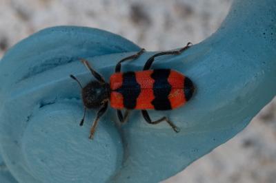 <i>Trichodes apiarius</i>