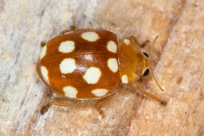<i>Vibidia duodecimguttata</i>
