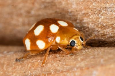 <i>Vibidia duodecimguttata</i>