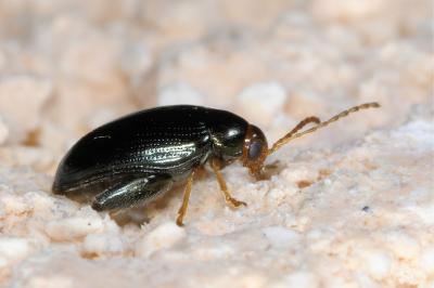 <i>Psylliodes chrysocephala</i>