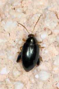 <i>Psylliodes chrysocephala</i>