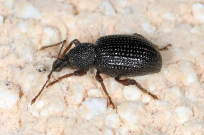 <i>Otiorhynchus ligneus</i>