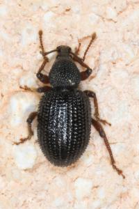 <i>Otiorhynchus ligneus</i>