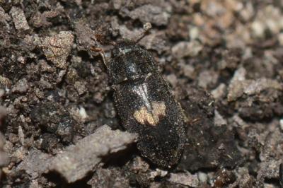 <i>Biphyllus lunatus</i>