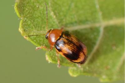 <i>Cryptocephalus pusillus</i>