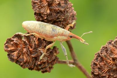 <i>Lixus pulverulentus</i>