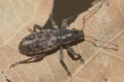 <i>Brachyderes incanus</i>