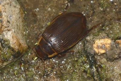 <i>Dytiscus marginalis</i>