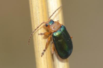 <i>Sermylassa halensis</i>