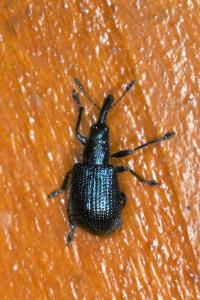 <i>Involvulus caeruleus</i>