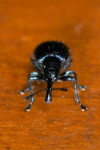<i>Involvulus caeruleus</i>