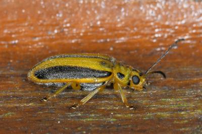 <i>Xanthogaleruca luteola</i>