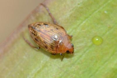 <i>Haliplus fulvus</i>