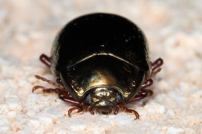 <i>Chrysolina bankii</i>