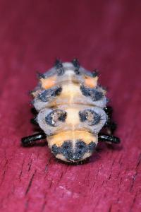 <i>Coccinella septempunctata</i>