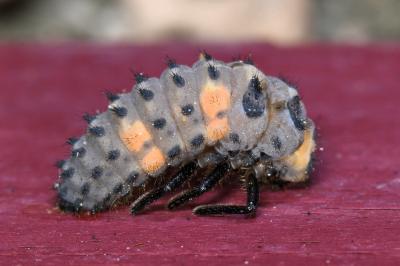 <i>Coccinella septempunctata</i>