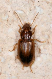<i>Bradycellus verbasci</i>