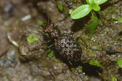 <i>Elaphrus cupreus</i>