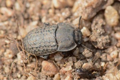 <i>Opatrum sabulosum</i>