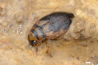 <i>Hygrobia hermanni</i>