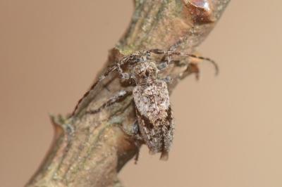 <i>Pogonocherus decoratus</i>
