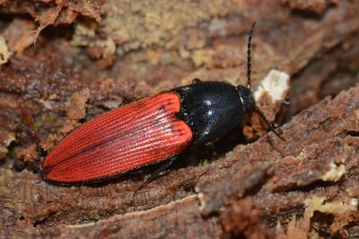 <i>Ampedus sanguineus</i>
