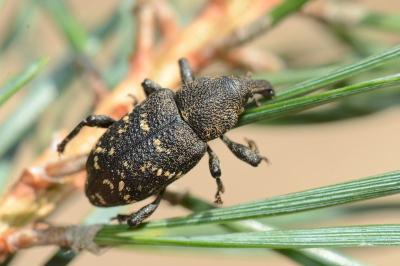 <i>Hylobius abietis</i>
