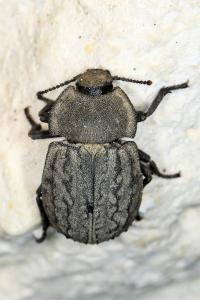 <i>Asida sabulosa</i>